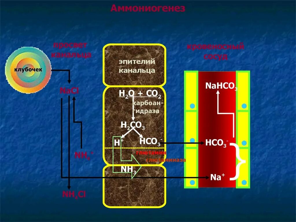 Аммониогенез. Аммониогенез биохимия. Аммониогенез в почках. Аммониогенез процесс. Zn hco3