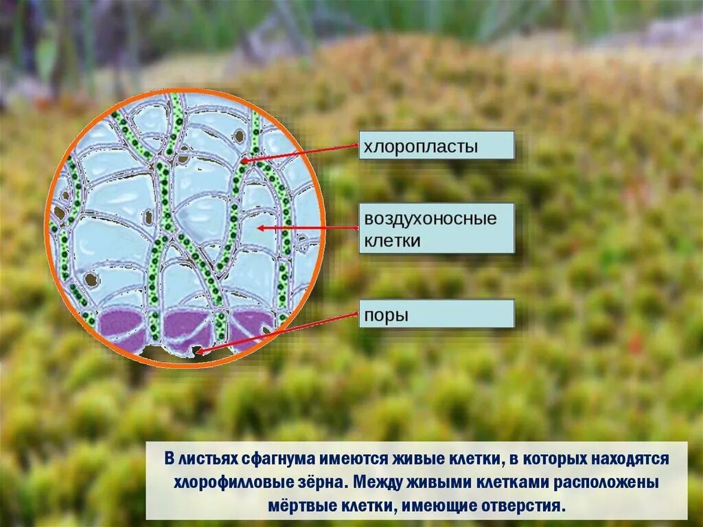 Водоносные клетки сфагнума. Мох сфагнум водоносные клетки. Клетки сфагновых мхов. Строение водоносной клетки сфагнума.