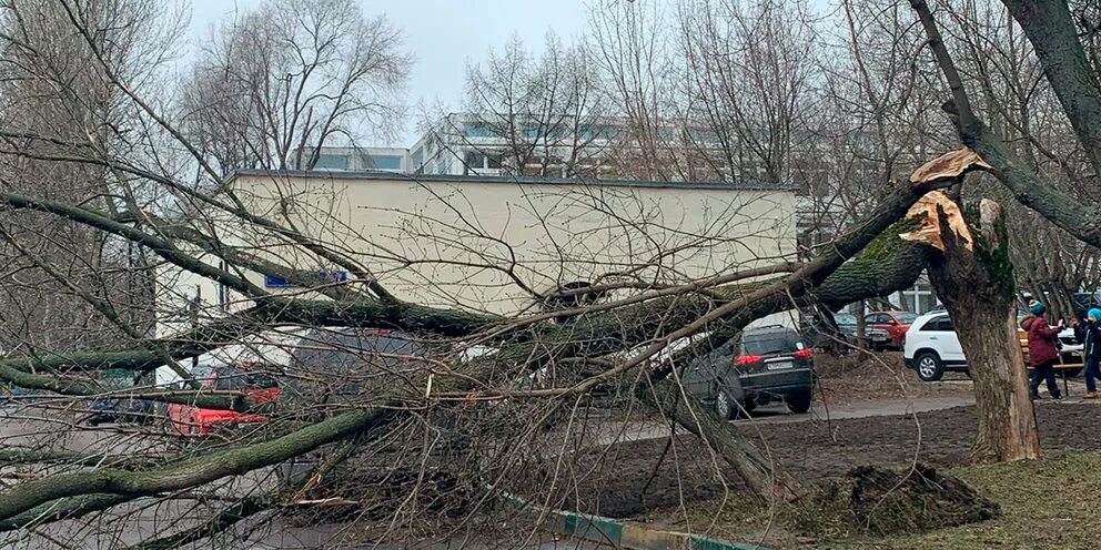 После сильного падения. В Москве ветер повалил деревья. Упавшее дерево. Поваленные деревья в Москве. Поваленное дерево.