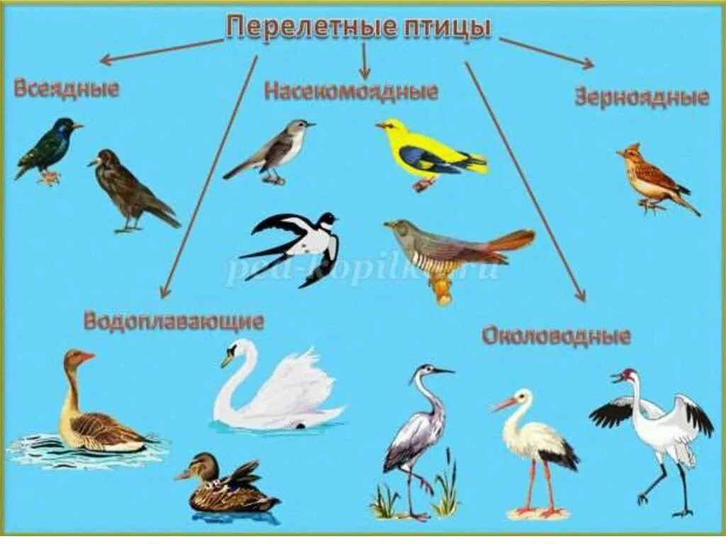 Тема перелетные птицы цель. Перелетные водоплавающие птицы России. Птицы для детей дошкольного возраста. Перелетные птицы для детей дошкольного возраста. Изображение перелетных птиц для детей.