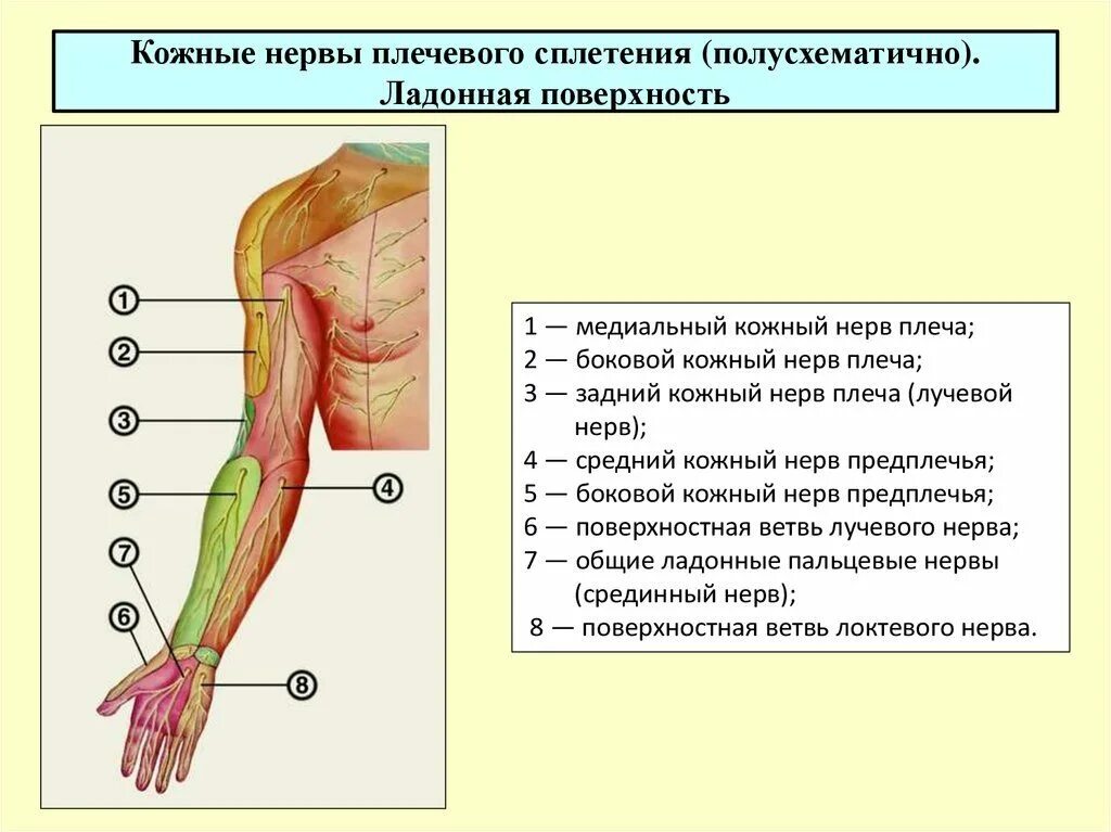 Анатомия локтевого нерва на плече. Ветви плечевого сплетения анатомия. Название кожных нервов верхнего плечевого пояса человека. Нервы плеча топографическая анатомия.