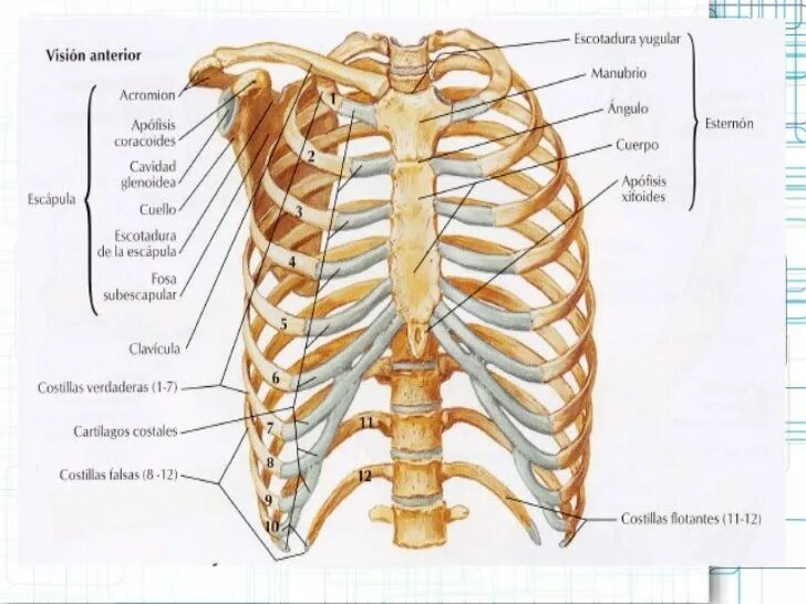 Сколько ребер у человека у женщин. Анатомия костей грудной клетки. Грудина скелет строение. Строение скелета грудной клетки. Анатомическое строение грудной клетки.