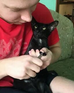 Кот дурак