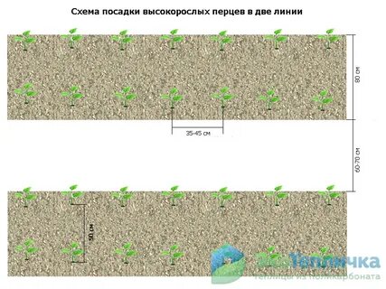 Посадка перца расстояние между растениями