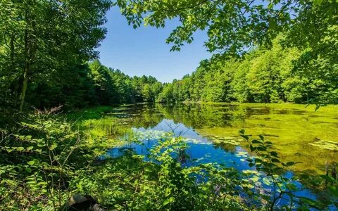 Картинки природы летам