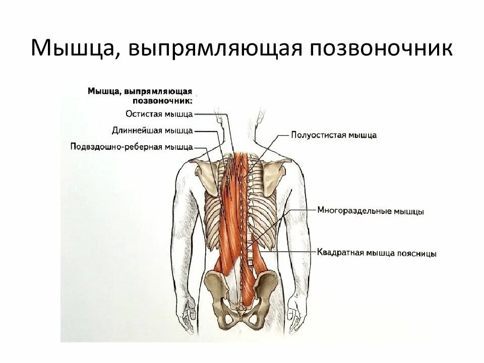 Мышцы разгибатели туловища. Выпрямитель позвоночника мышца. мышцы спины мышца выпрямляющая позвоночник. мышца выпрямляющая позвоночник иннервация. выпрямитель спины мышца.