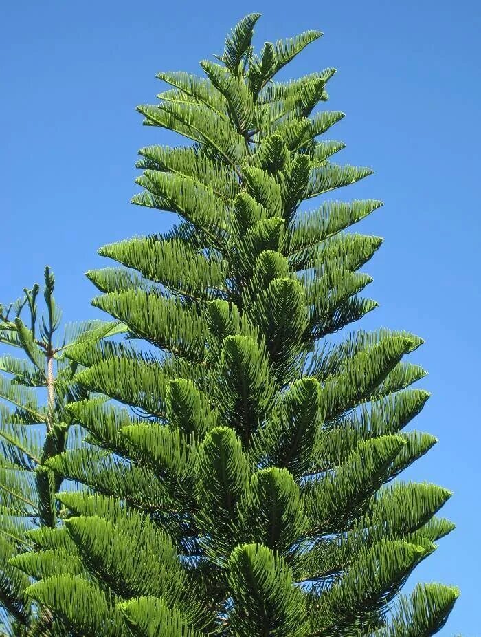 Южные хвойные. Араукария разнолистная. Араукария разнолистная (Araucaria heterophylla). Араукалия разновидная. Араукария лиственница.