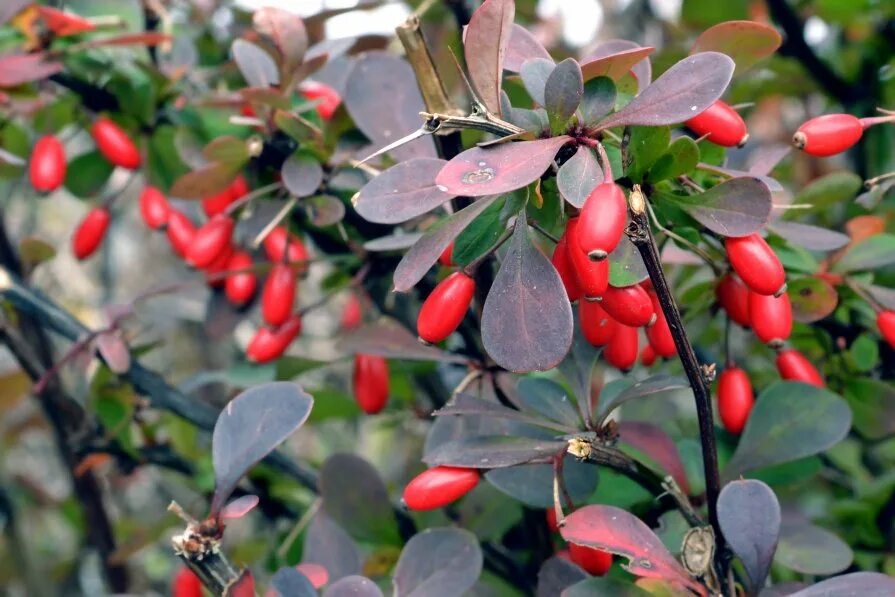 Барбарис красный кустарник. Барбарис тунберга ягоды съедобны. Листопадный барбарис тунберга. Съедобен ли барбарис. Барбарис обыкновенный съедобный.