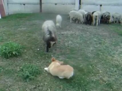 Барашка пас видео