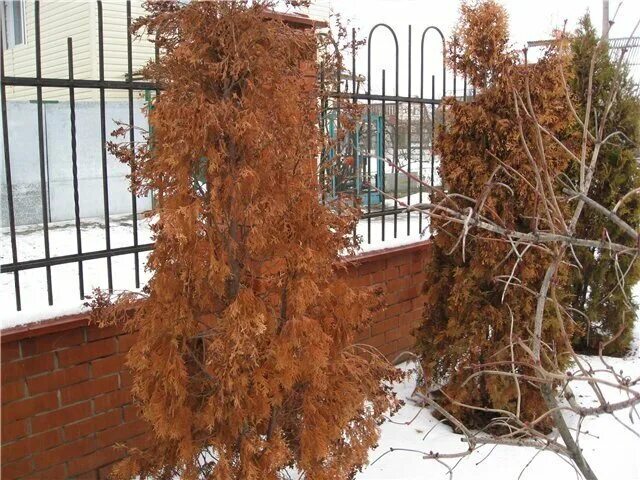 Укрытие туи Смарагд. Туя Брабант пожелтела. Туя Брабант засохла. Туя Брабант ржавчина. Когда открывать туи после зимы