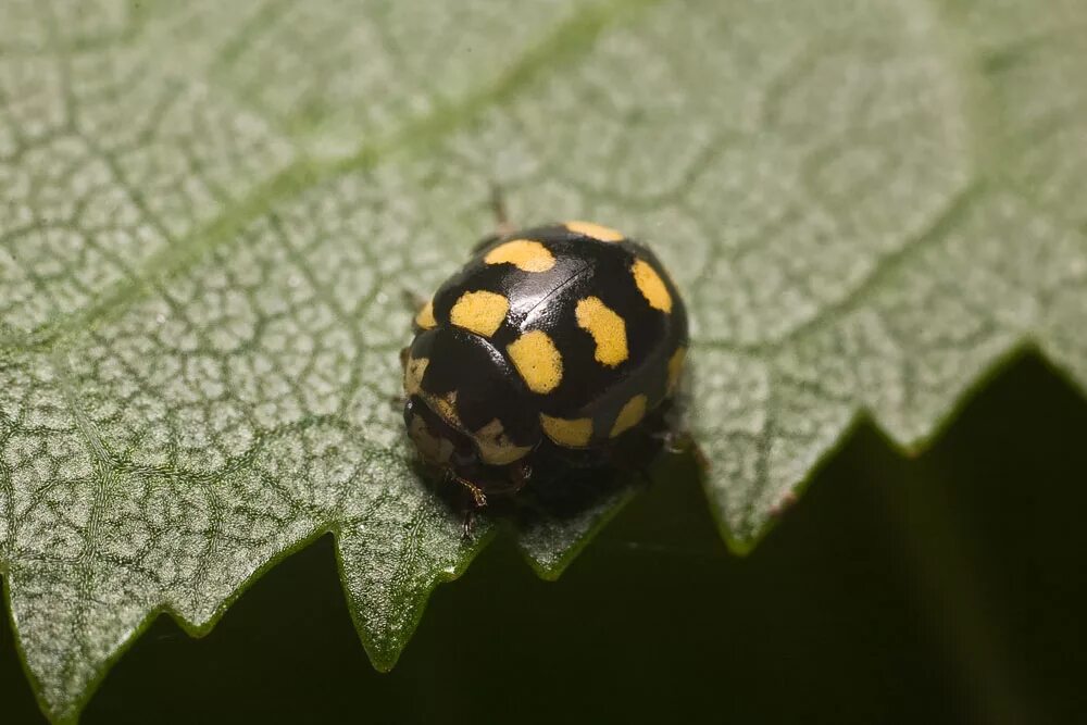 Жуки дальнего востока. Coccinula quatuordecimpustulata. Coccinellidae морфология. Coccinula quatuordecimpustulata (Linnaeus, 1758).