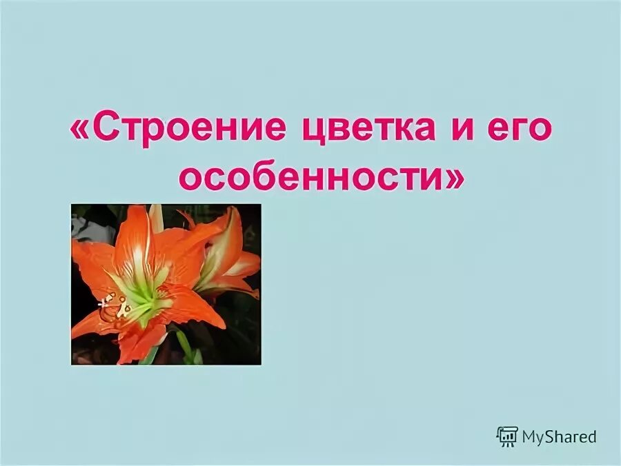 Что цветок является видоизмененным укороченным побегом. Цветок это видоизмененный укороченный. Цветок видоизмененный укороченный побег. Что представляет собой цветок. Цветок - это укороченный побег служащий растения.
