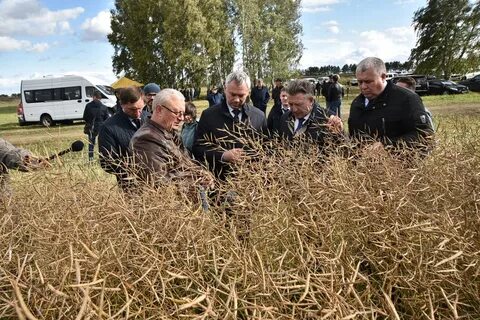 Сбор зерна в 2023 году