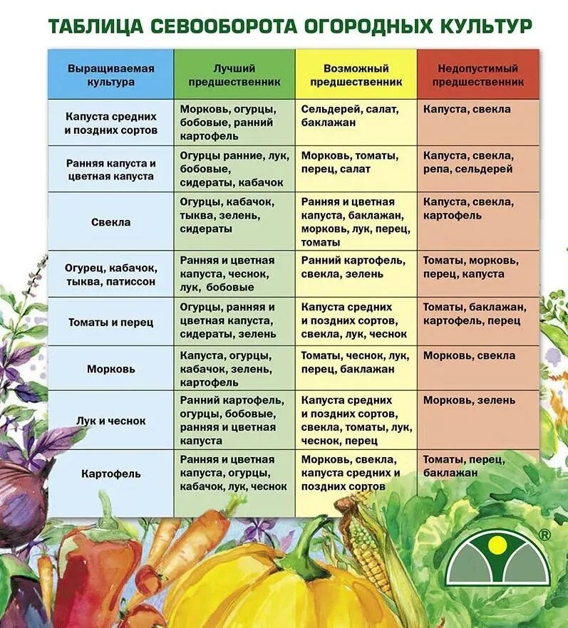После каких культур нельзя. Посадка овощей предшественники таблица. Таблица севооборота овощных культур на огороде. Схема севооборота на дачном участке овощных культур. Таблица севооборота овощных культур и сидератов.