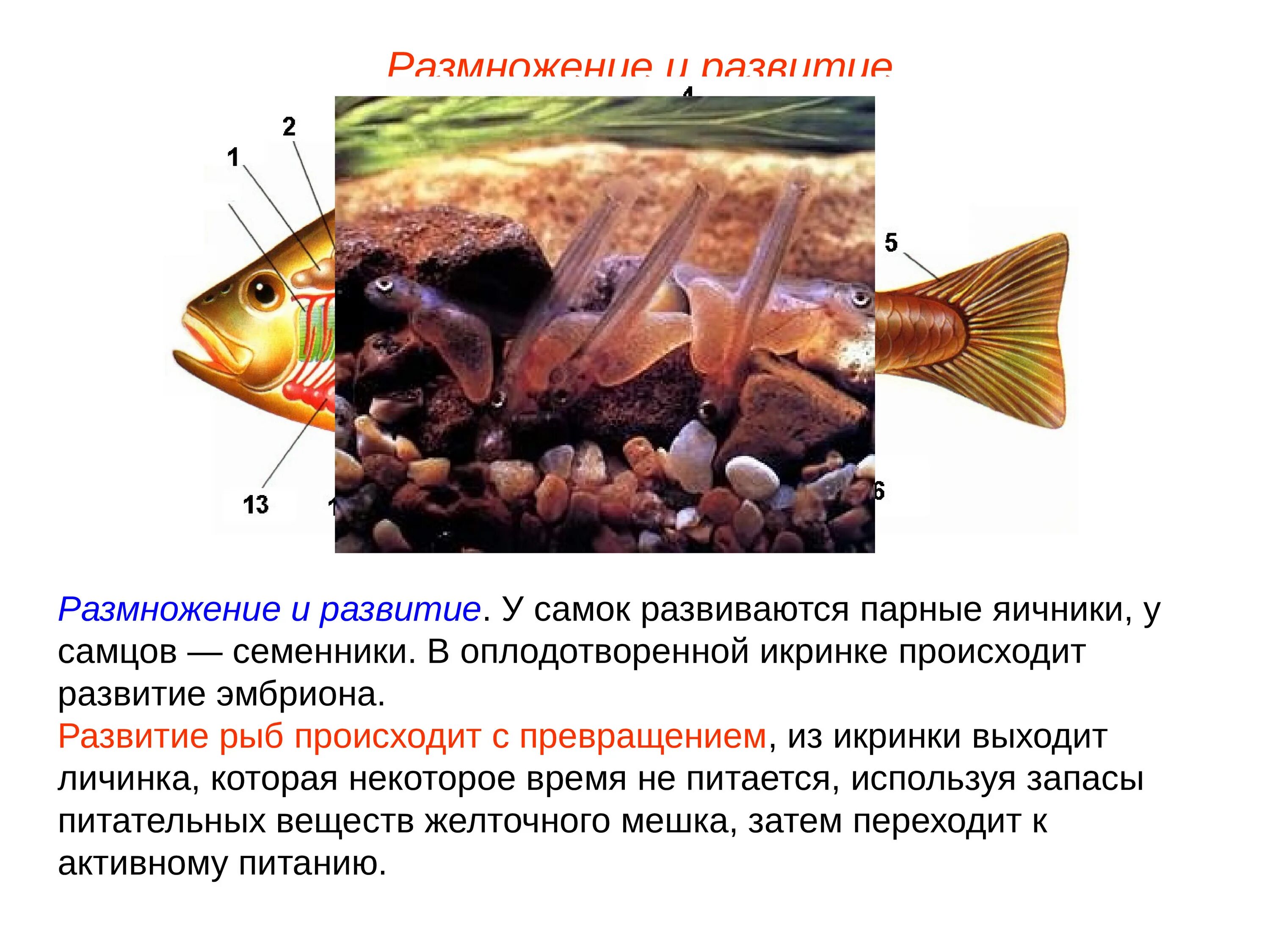 Схема развития рыбы 7 класс. Размножение надкласса рыбы. Развитие рыб. Этапы размножения рыб. Какое оплодотворение характерно для костных рыб