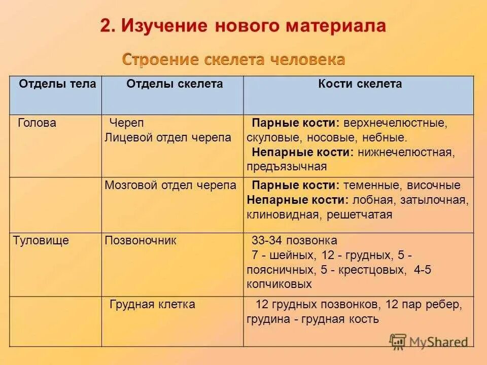 Отдел кости функции. Отделы тела отделы скелета кости скелета. Таблица по биологии 8 класс строение скелета человека. Таблица отделы тела отделы скелета. Таблица отделы тела отделы скелета кости скелета.