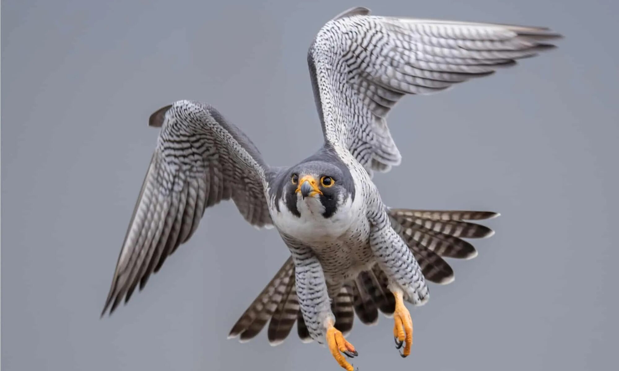 Сокол Сапсан. Сапсан Falco peregrinus. Сокол Сапсан фото птица. Сапсан – Falco peregrinus Tunstall, 1771. Fastest bird