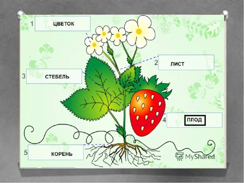 Части растения. Части растения для детей. Растение и его части. Части растения рисунок.