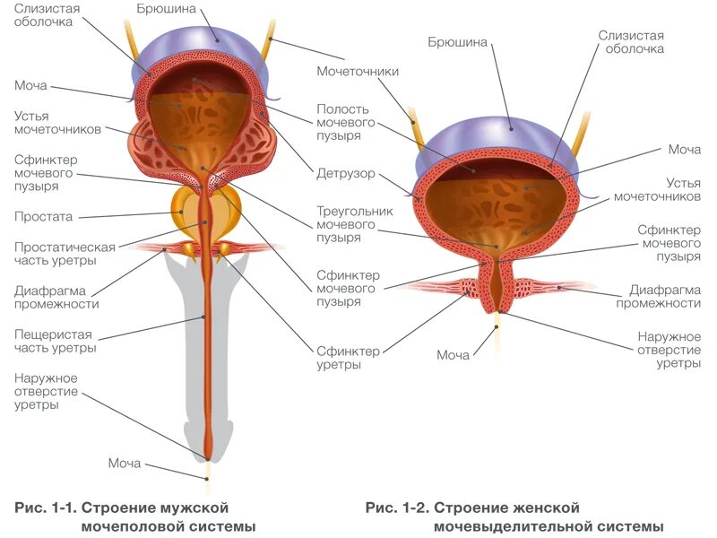 Мочевой у мужчины расположение. Мочевой пузырь анатомия структура человека. Строение мочевого пузыря. Сфинктер мочевого пузыря анатомия. Сфинктеры мужской уретры анатомия.