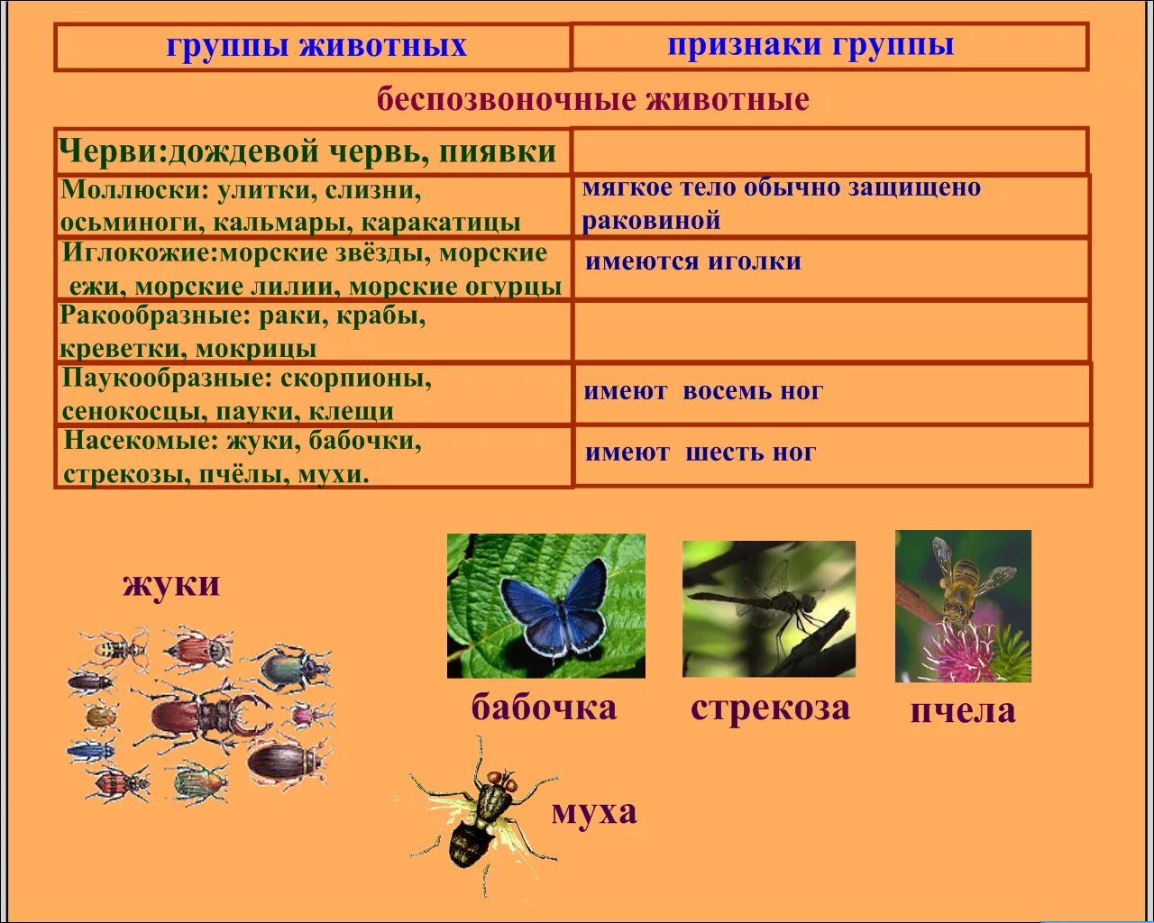 Какой тип развития характерен для виноградной. Разновидности насекомых. Группы класса насекомые. Беспозвоночные животные. Признаки класса насекомые.