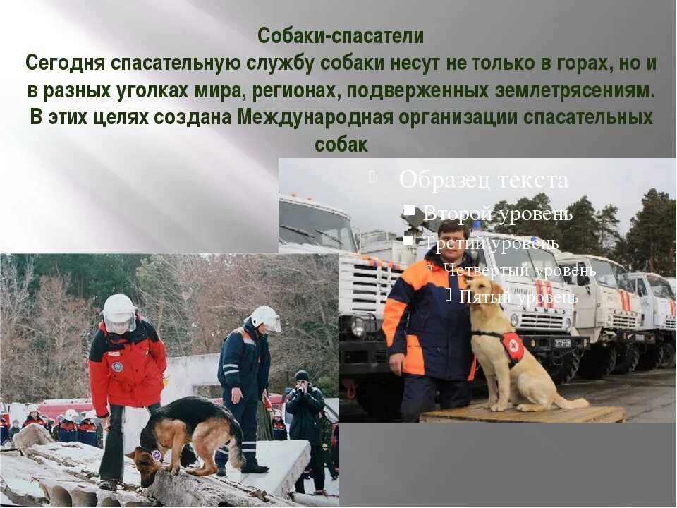 Сколько зарабатывают спасатели. Поисково спасательные собаки. Собаки спасатели. Собаки спасатели презентация. Собаки спасатели МЧС проект.