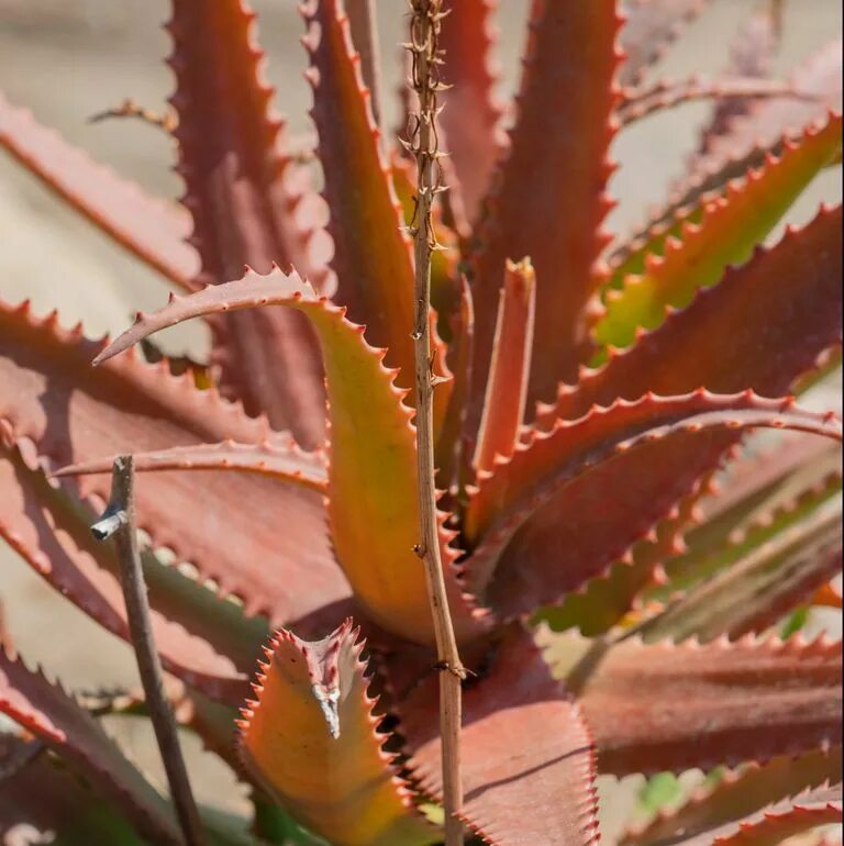 Алоэ краснеет. Aloe cameronii. Алоэ Плант. Алоэ Delrue.