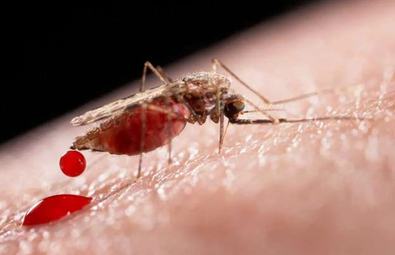 Малярийный плазмодий и малярийный комар. Малярия комар. Заражение человека малярией происходит