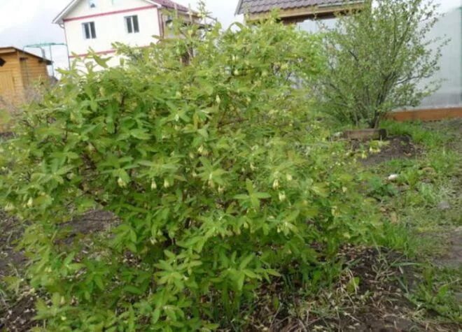 Куда посадить жимолость на садовом участке. Жимолость куст. жимолость саженцы. жимолость куст саженец. саженцы алтая смородины жимолости.