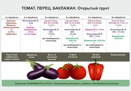 Сроки посадки помидор в теплицу