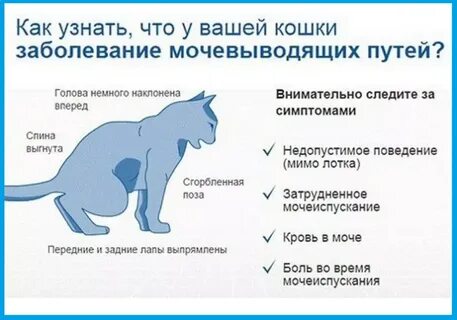 Почему кошка писать кровью