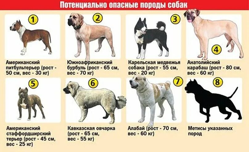 Каких 3 собак. Список опасных пород собак в россии 2025. список опасных пород собак в россии 2025. потенциально опасные породы собак закон. список собак которые должны носить намордник по закону.