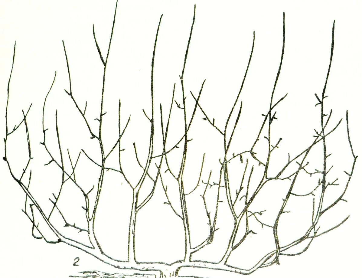 Контуры обрезки. Контуры обрезки. Контуры обрезки. Сук ветка. Сук дерева.
