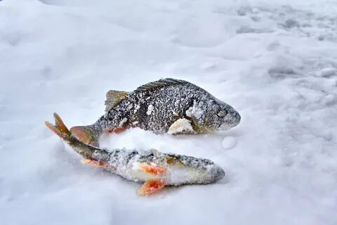 Рыбалка зима отчеты