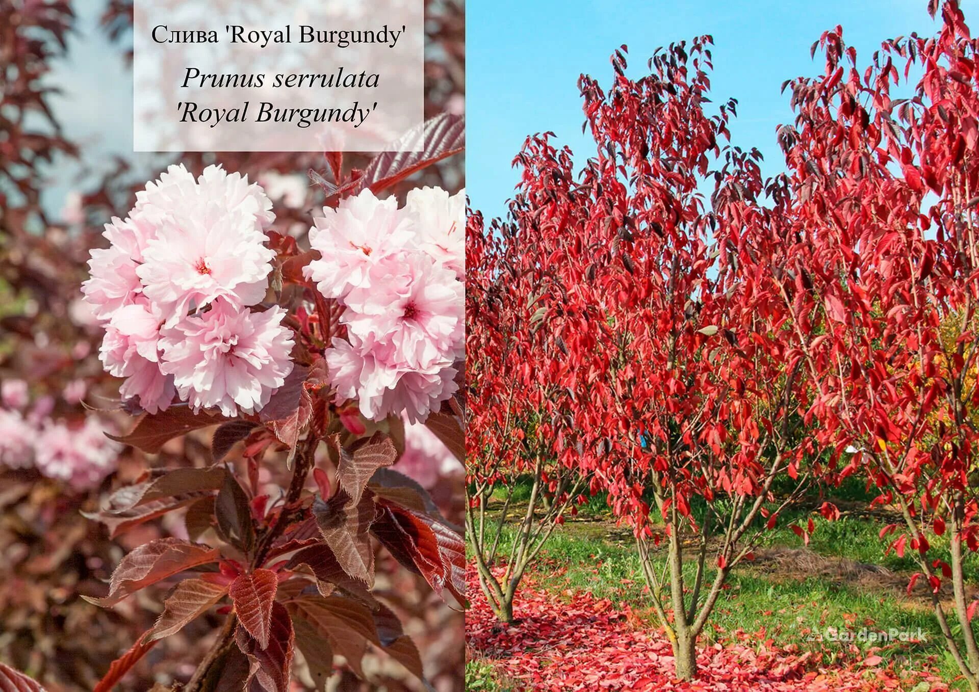 Вишня мелкопильчатая Royal Burgundy. Вишня мелкопильчатая Роял бургунди Prunus serrulata. Слива мелкопильчатая Royal Burgundy. Черемуха мелкопильчатая "Роял бургунди". Сакура роял бургунди