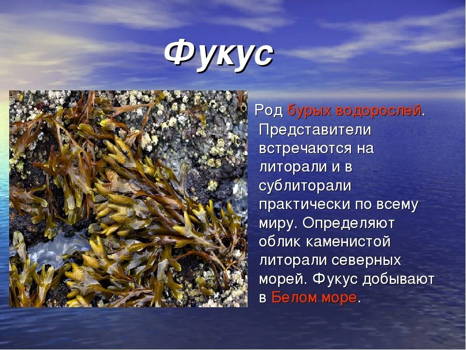 Водоросли белого моря фукус. Северный Ледовитый океан растения фукус. Фукус Северного Ледовитого океана. Бурые водоросли фукус. Фукус бурые