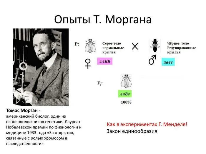 Теория Томаса Моргана генетика. Теория сцепленного наследования Томаса Моргана. Хромосомная теория Томаса Моргана. Хромосомная теория т Моргана. Теория сцепленного наследования