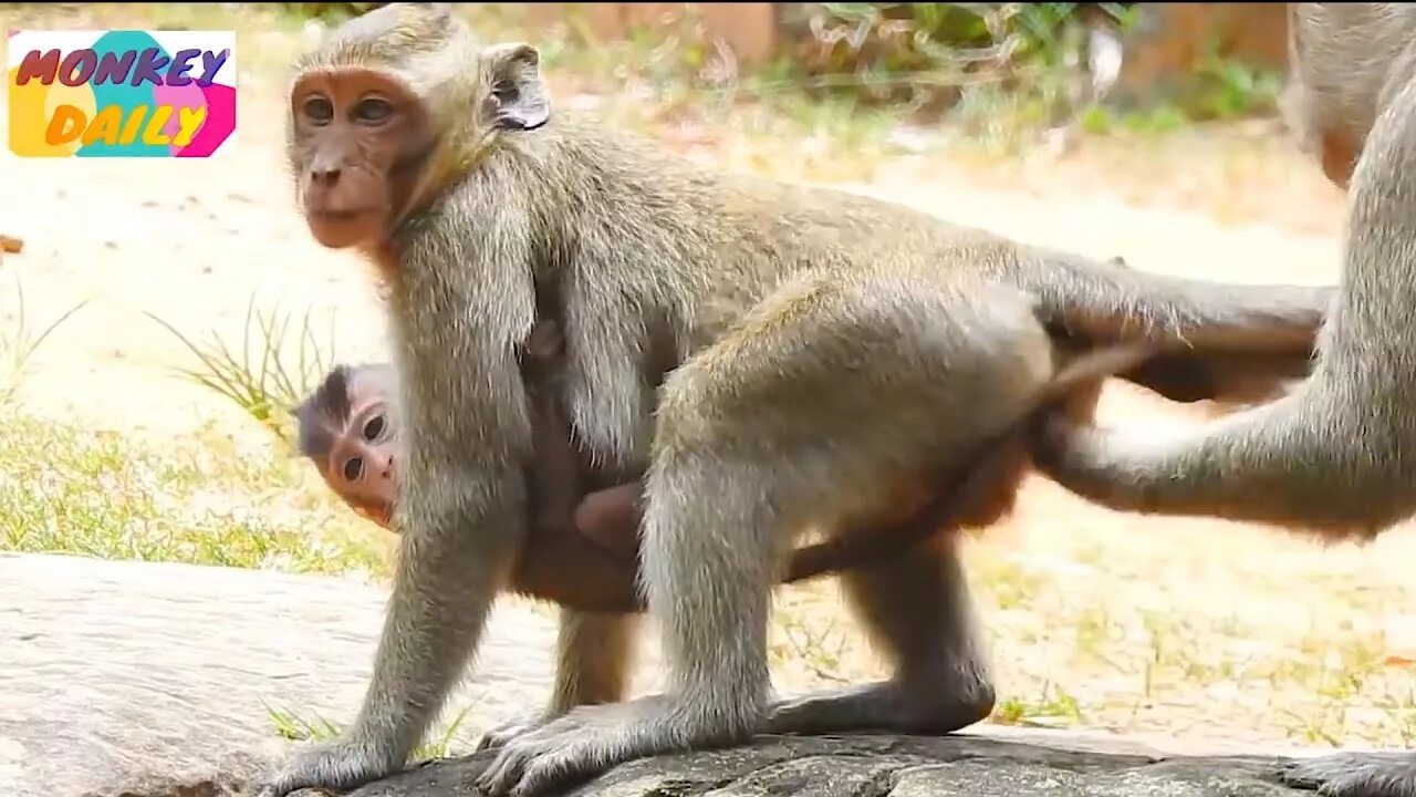 Видео про обезьян. Худой спина обезьяна. Go back Monkey. Back monkey