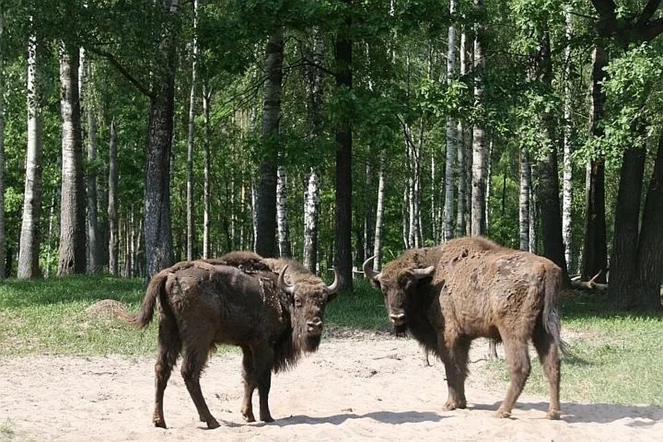 серпухов окский заповедник. кавказский зубровый заповедник. беловежская пуща европейский бизон. заповедник зубров в серпухове. приокско-террасный государственный природный биосферный заповедник.