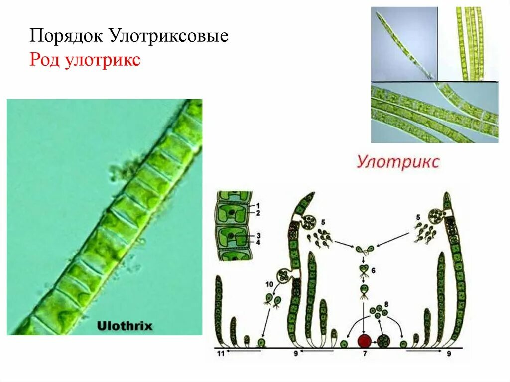 Улотрикс базальная клетка. Улотрикс конъюгация. Улотрикс опоясанный. Порфира улотрикса. К водорослям относятся улотрикс