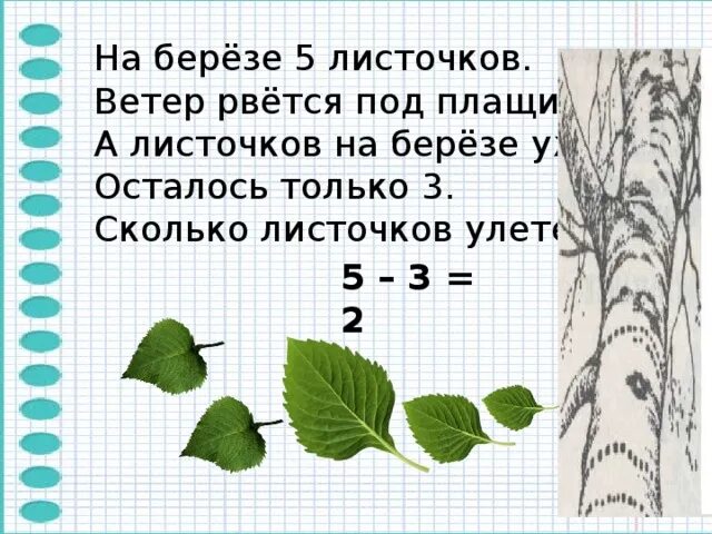 На березке появились. Сколько листочков на Березе. Описание листа березы. Рост березы. На берёзе появляются листья.