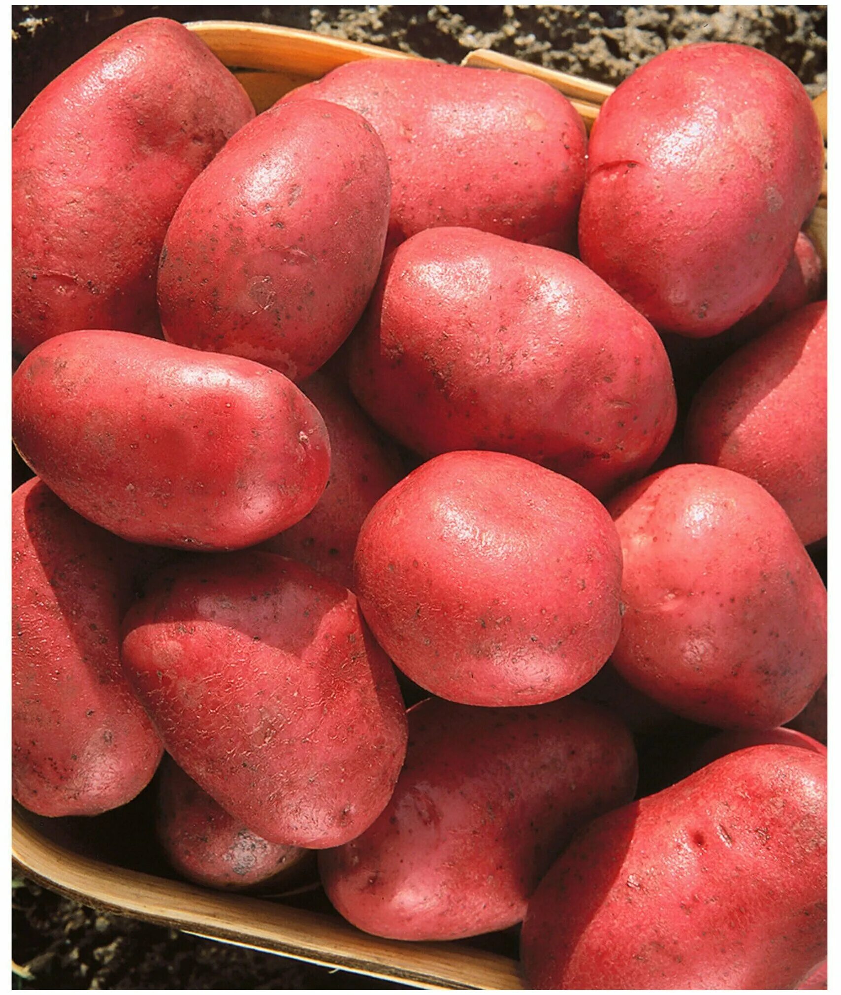 Сорт гретта картофель. Сорт картофеля шахтерка. Картофель сорт сесиль. Картофель семенной беллароза. Картофель сорт сильвана.