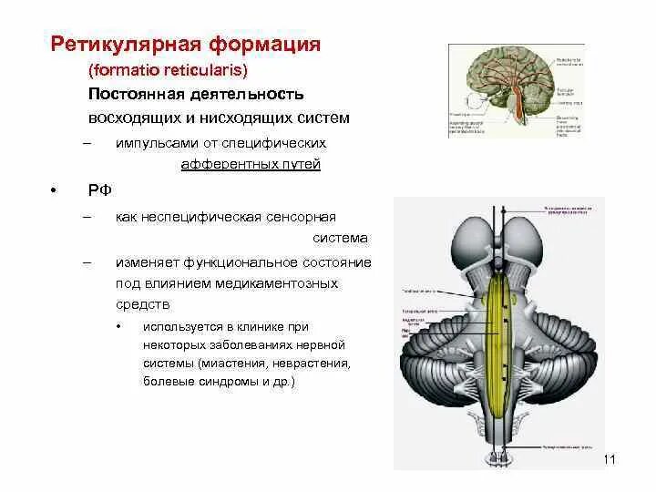 Formatio reticularis. Ретикулярная формация неспецифические ядра. проводящие пути ретикулярной формации. ретикулярная формация (formatio reticularis) функции. formatio reticularis продолговатого мозга.