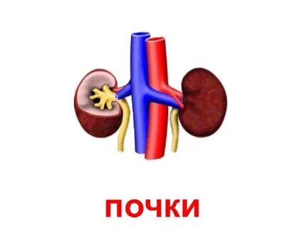 От сердца и почек