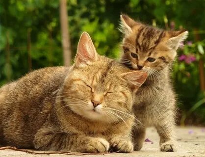 Des chats