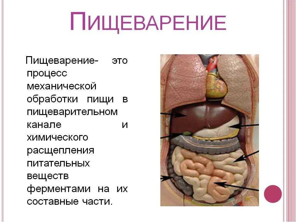 Пищеварительный процесс человека