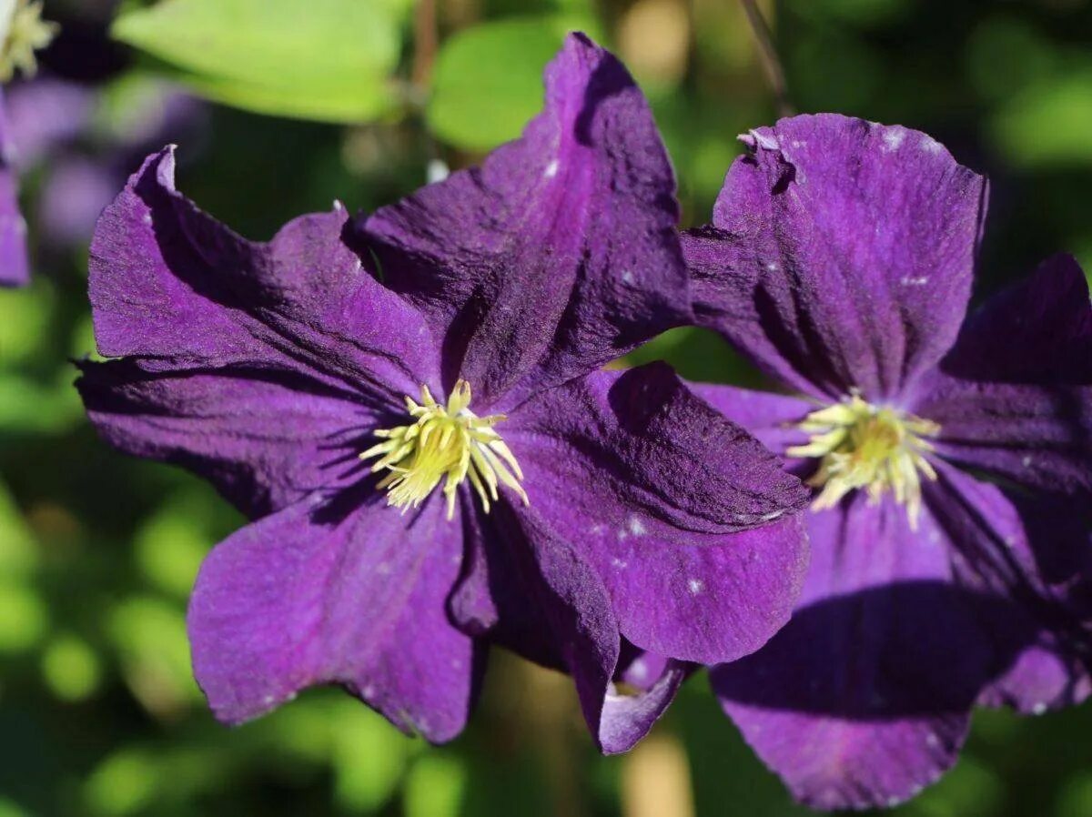 Клематис Виола. Клематис Viola. Клематис Этуаль Виолет. Клематис Viola (Виола). Этуаль виолет