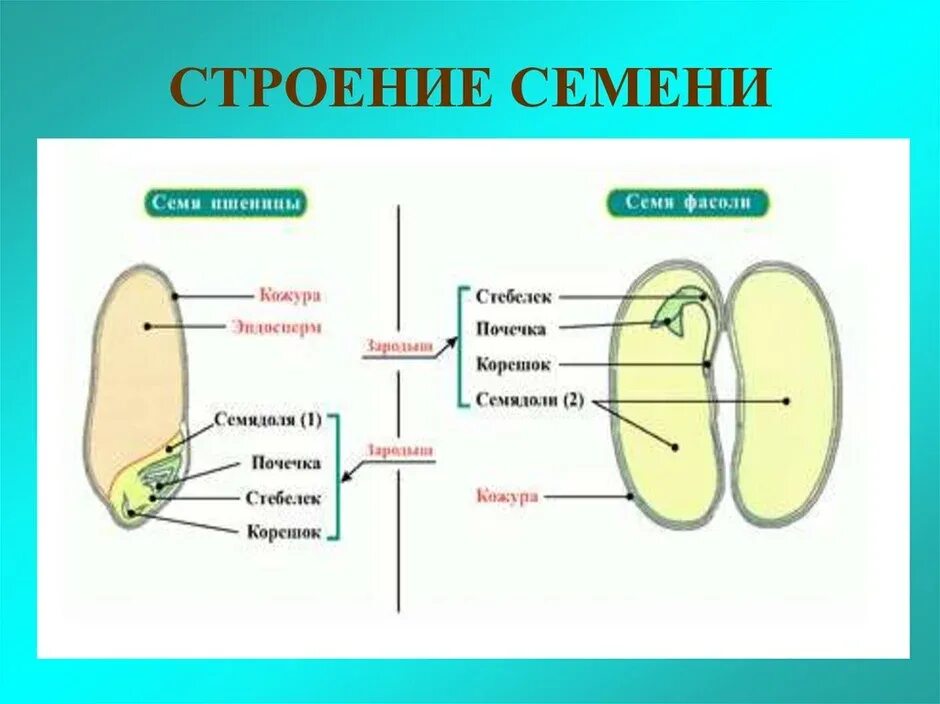 Корешок стебелек зародыш семени двудольных растений. Строение однодольного семени. строение семени биология. строение семени фасоли 6 класс. строение семени однодольного растения 6 класс биология.