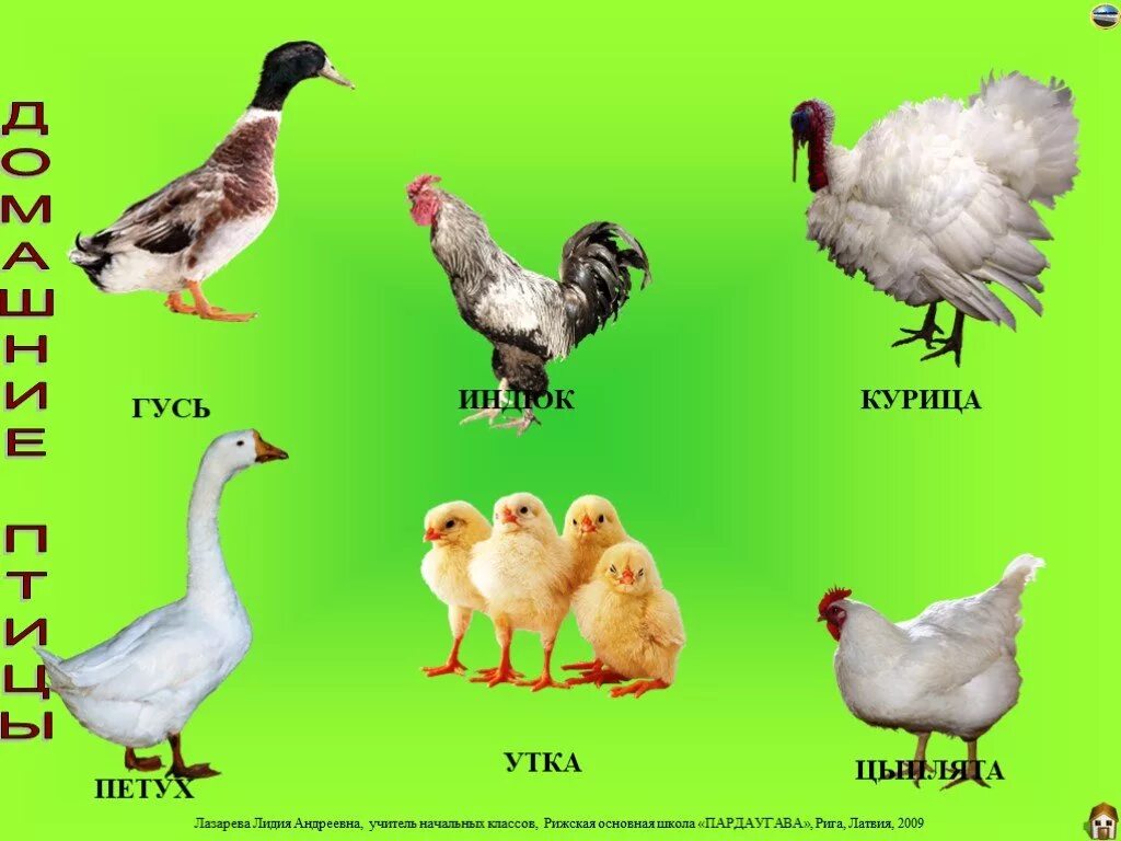 курица и утка. перепелки индюки гуси куры. домашние птицы виды. куры утки гуси индюки. домашние птицы куры утки индюки.