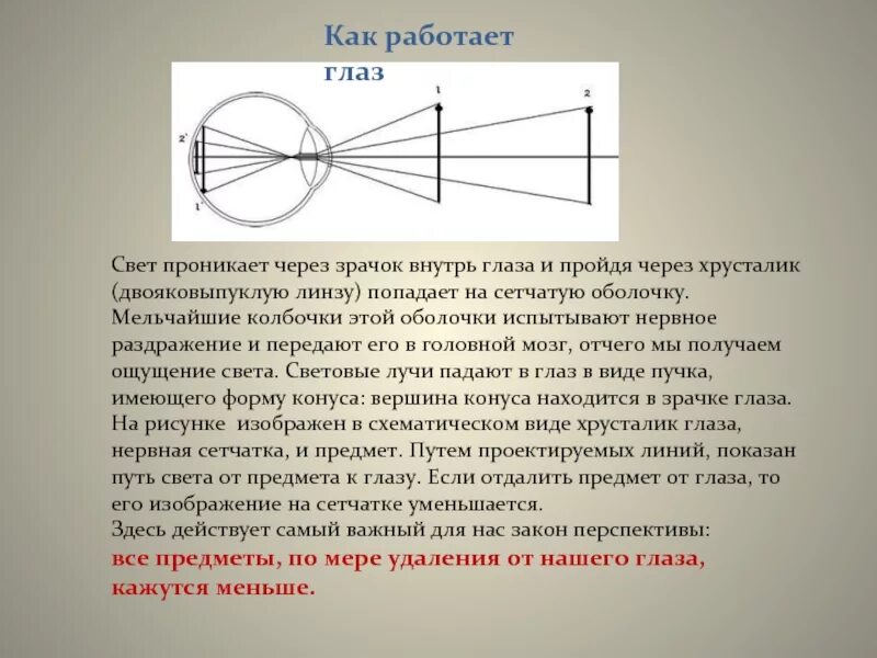 Отверстие через которое внутрь глаза проникает свет. Изображение предмета на сетчатке. Изображение предмета на сетчатке глаза. Свет проходит через глаз. Как работает глаз.