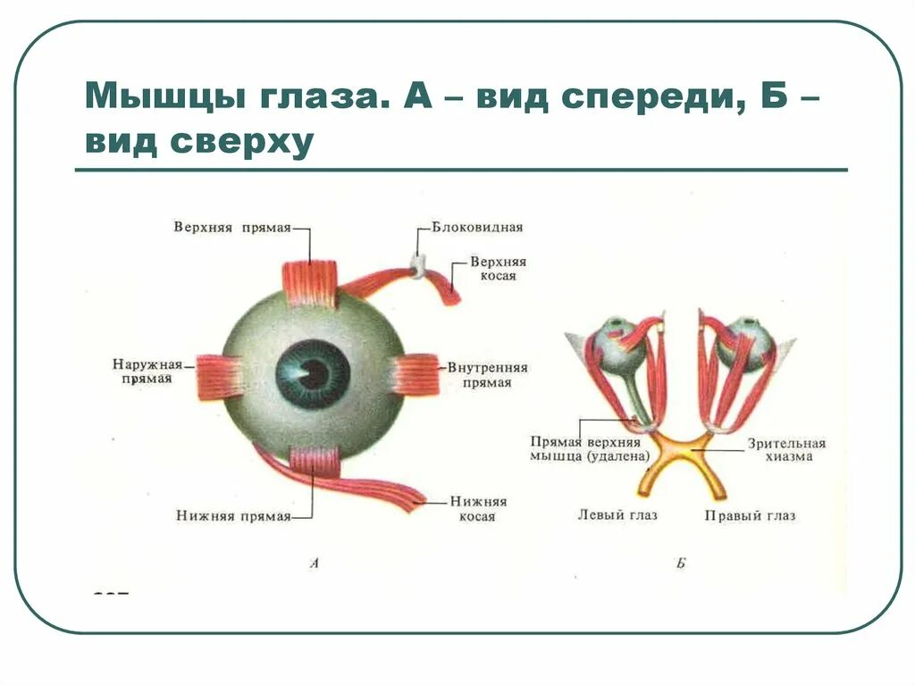 Мышцы правого глаза